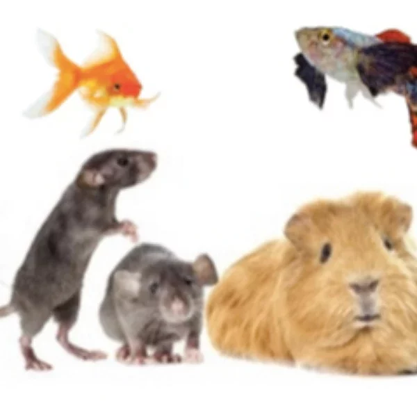 Image de la formation